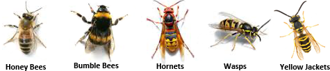 Honey Bees Wasps Yellow Jackets Hornets