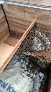 bees-in-floor