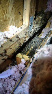 honey-bees-in-wall